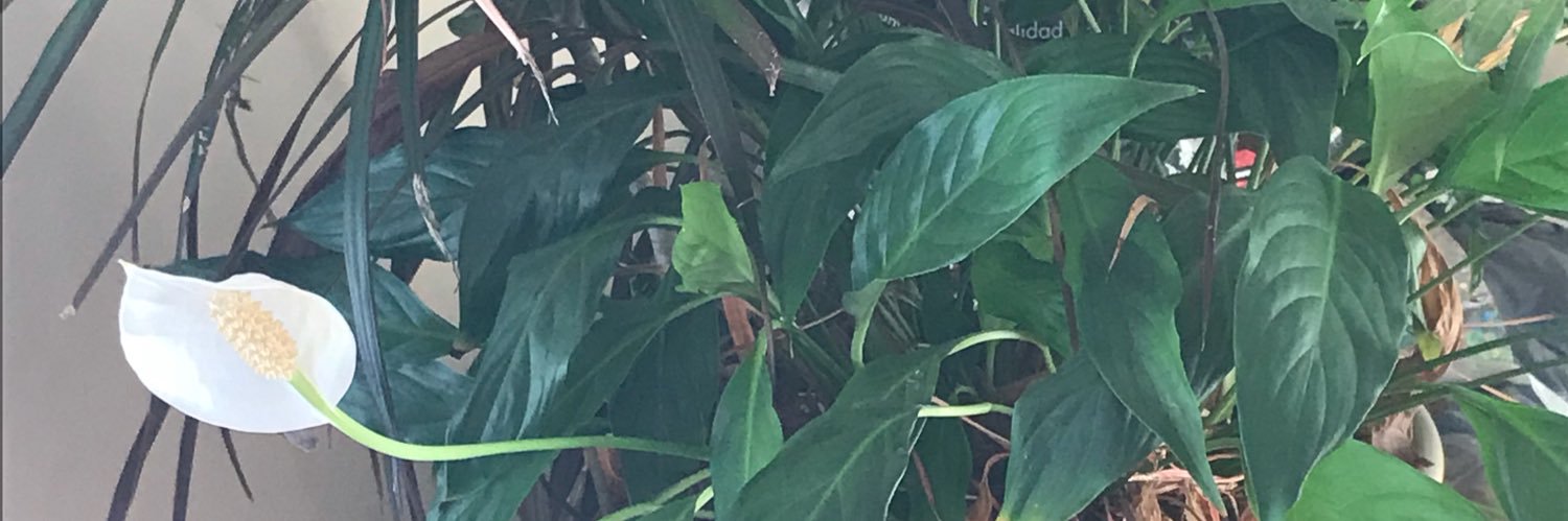 kyturtle's profile banner image