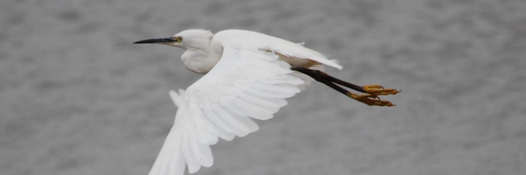 John Andrew Wall banner