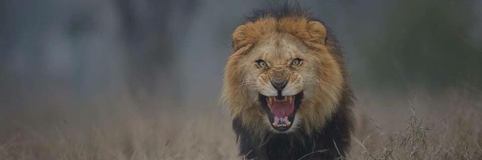 sidrauddin's profile banner image
