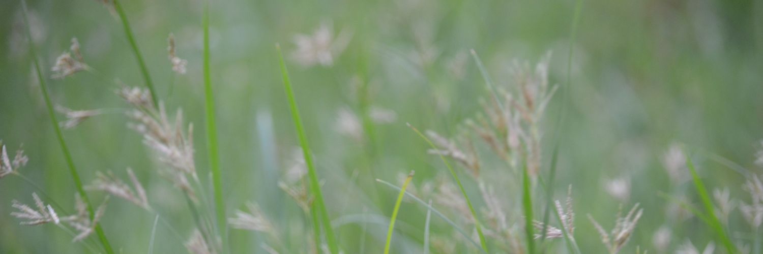 kokorotp's profile banner image
