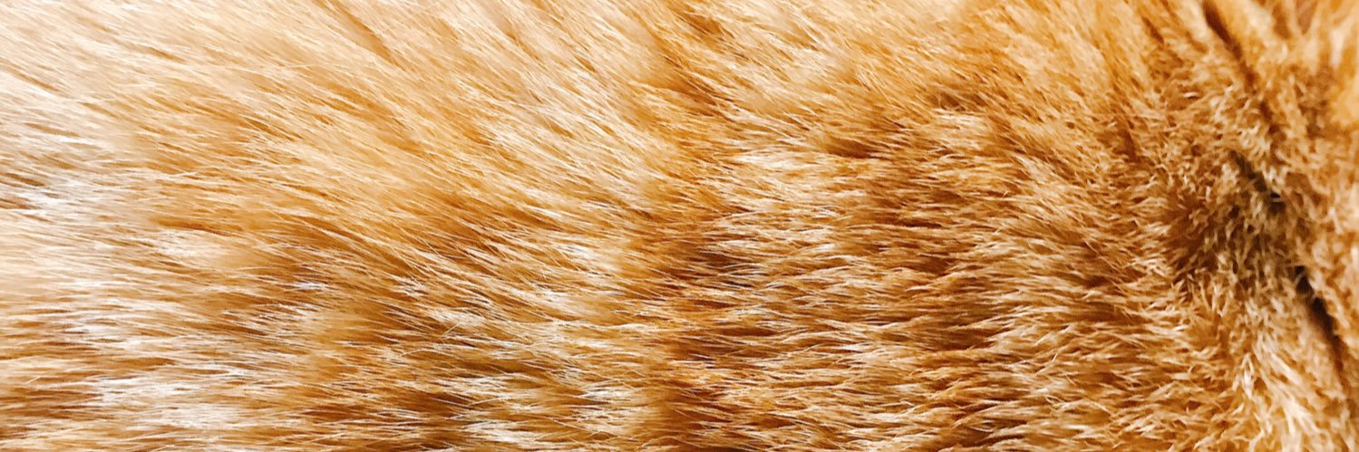 kibitaraso's profile banner image