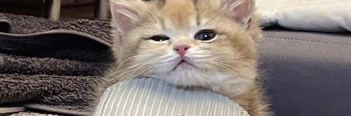 bundlequokka's profile banner image