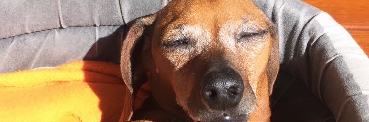 CamiProst's profile banner image