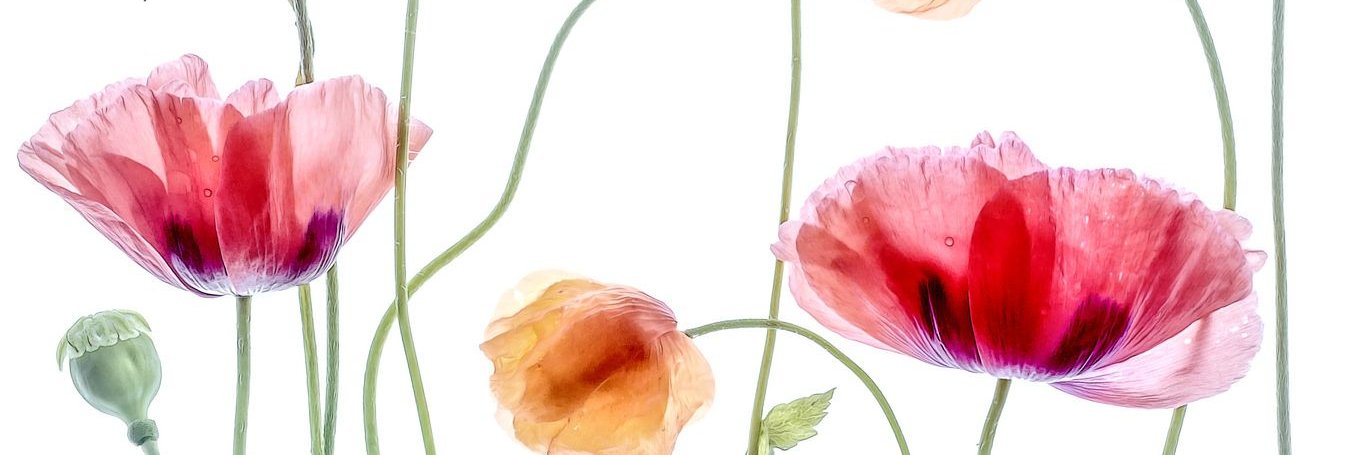 ilselucia's profile banner image