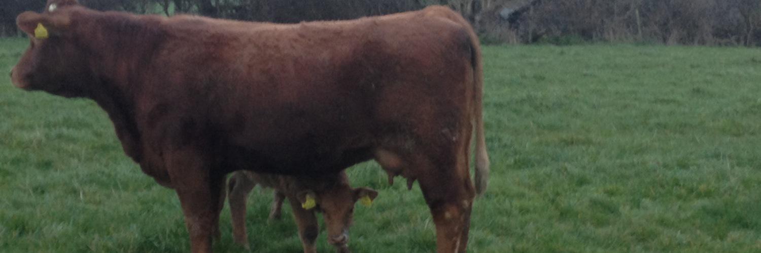 Teagasc1's profile banner image