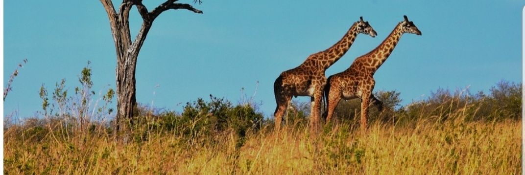 michellec48's profile banner image