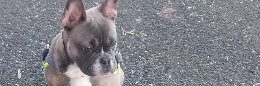 sheggy11's profile banner image