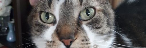 MIMI THE TABBY😺 banner