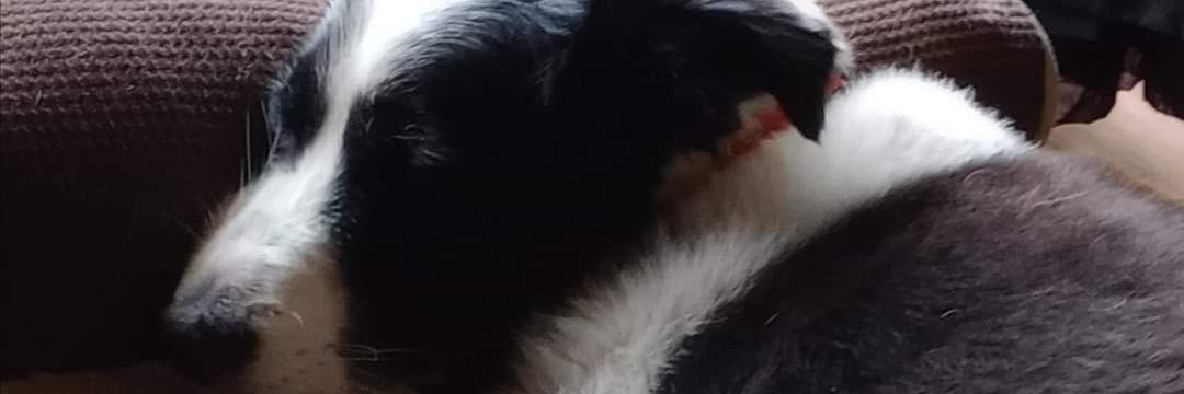 Carl C. Craig banner