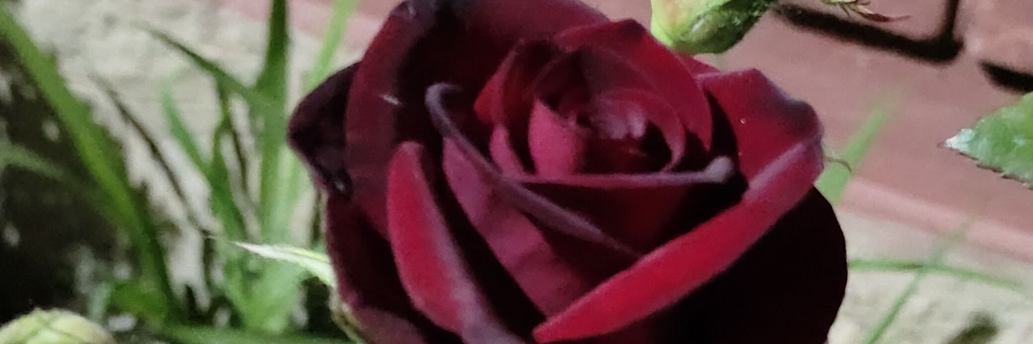 afaaqsd's profile banner image