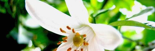 Barbara_fgm's profile banner image