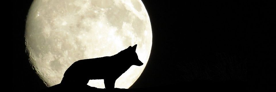 FalnuRey's profile banner image