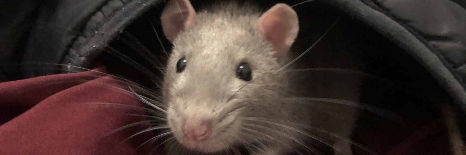 devonobob's profile banner image