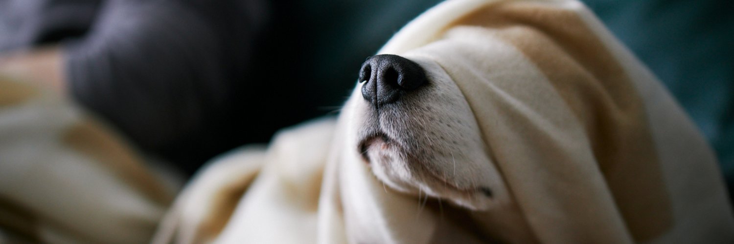 FourLeggedPal's profile banner image