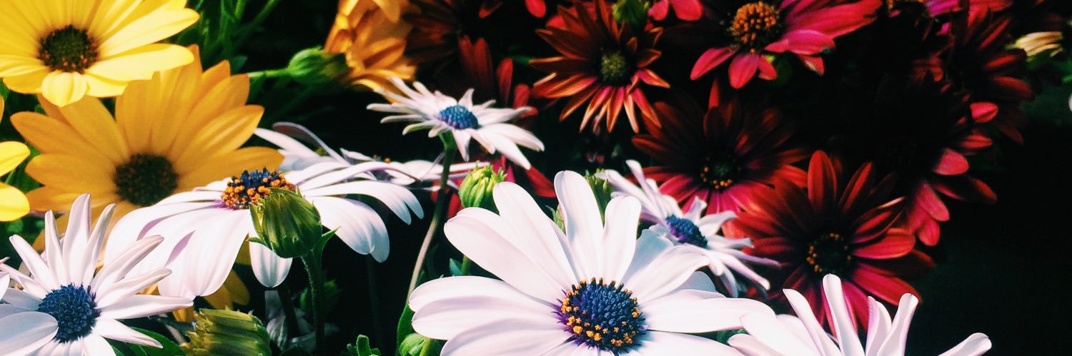 pauslgg's profile banner image