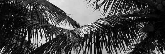 somynoel's profile banner image