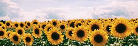 dafspadari's profile banner image