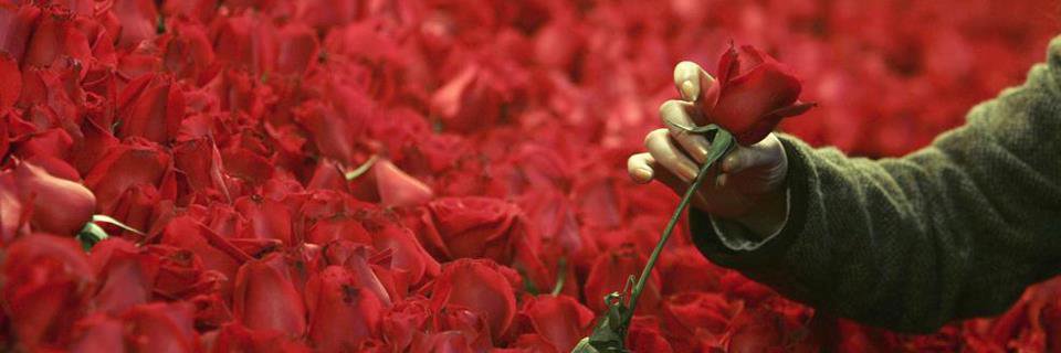 omaima141's profile banner image