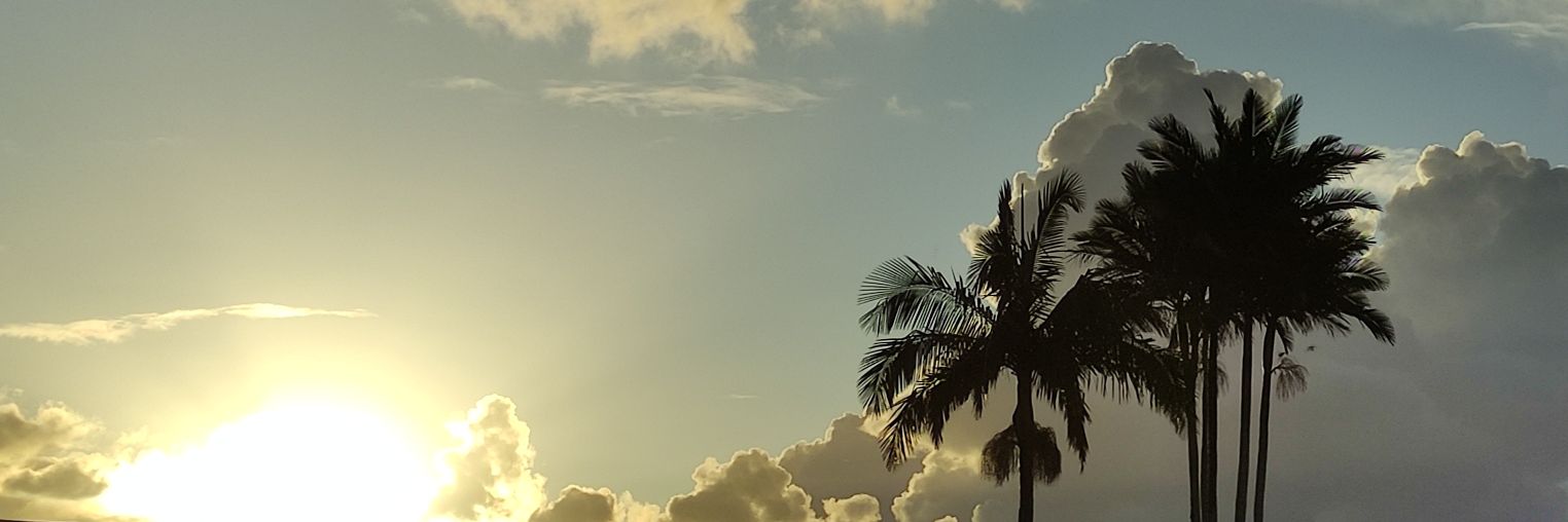 Ceno Bear òᴥó 🐻‍❄️ banner