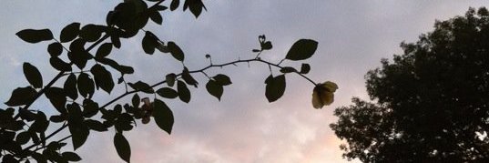 MollySumridge's profile banner image