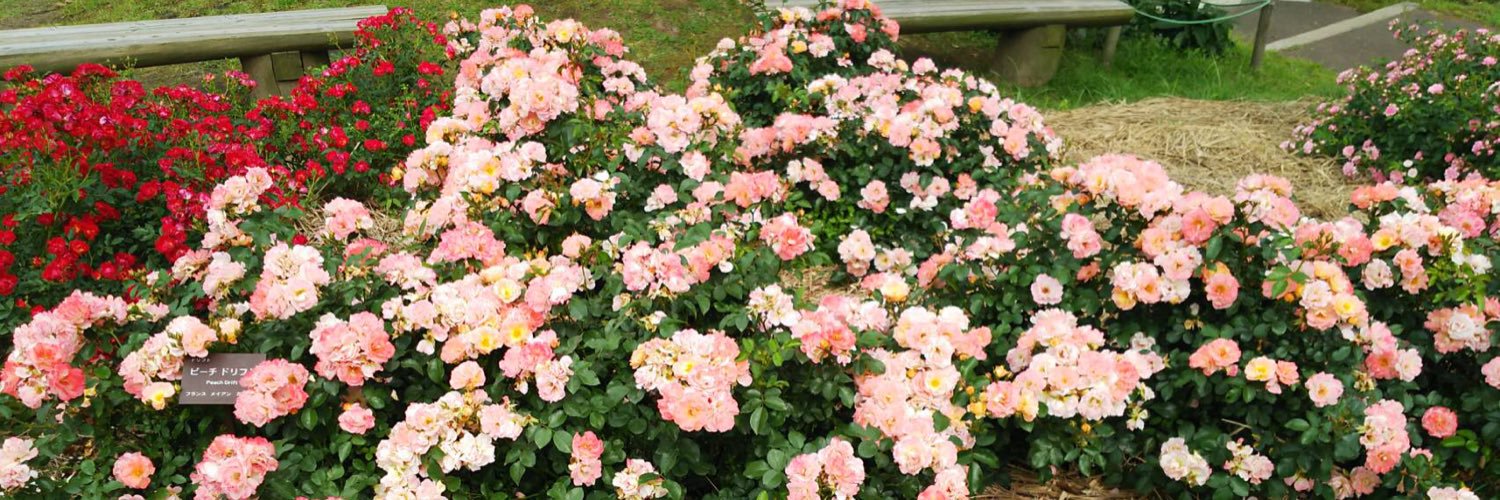 pinkture_29's profile banner image