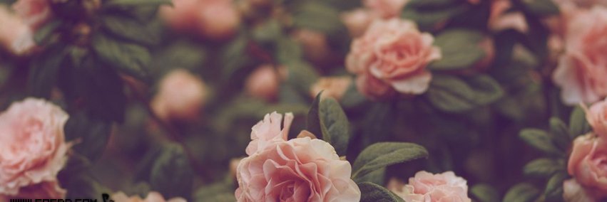 am__2r's profile banner image