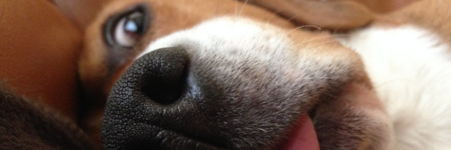 camelia tabacu 🇷🇴 🇪🇺 banner