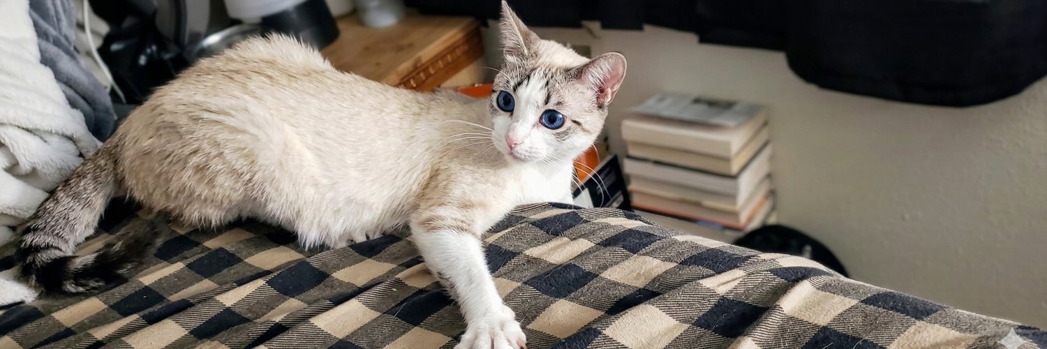 __VoidCat__'s profile banner image