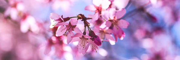 Stereometric Profile Banner