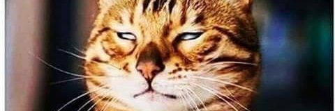TheMissey's profile banner image