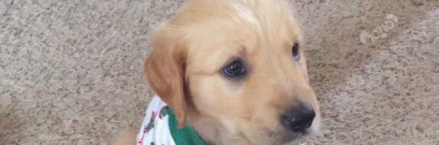 Sean Bostwick banner