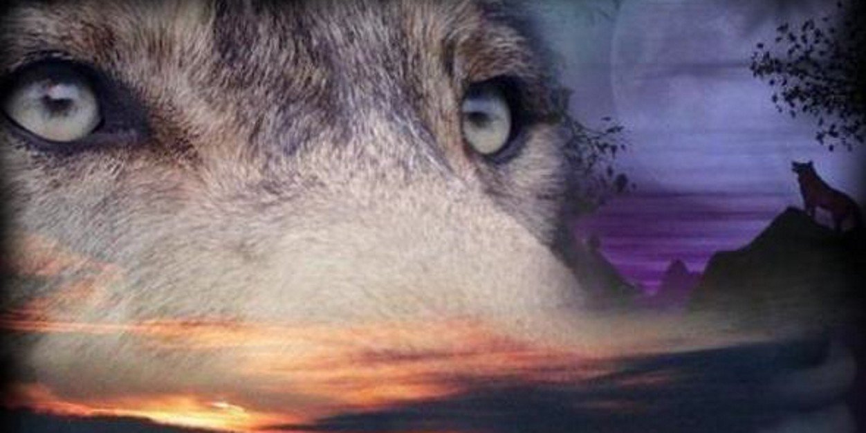 Wolf13Winter's profile banner image