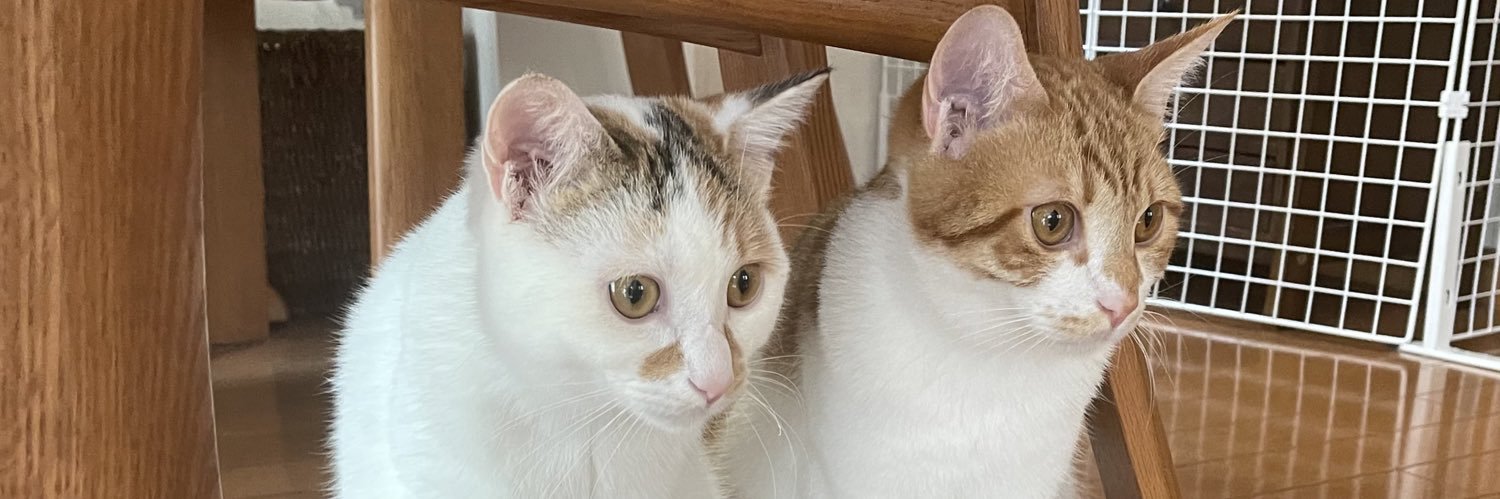 猫を愛するAWSサメグループ担当 banner