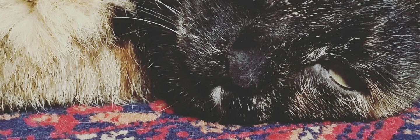 Cはなぴ🦐 banner