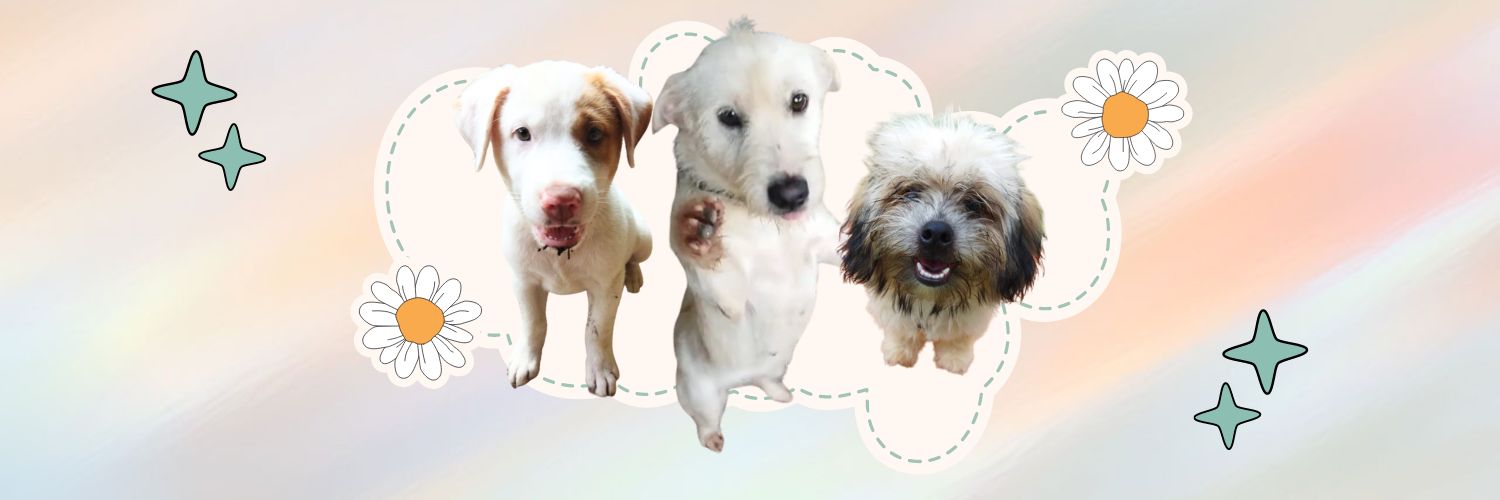 bashanggggggg's profile banner image