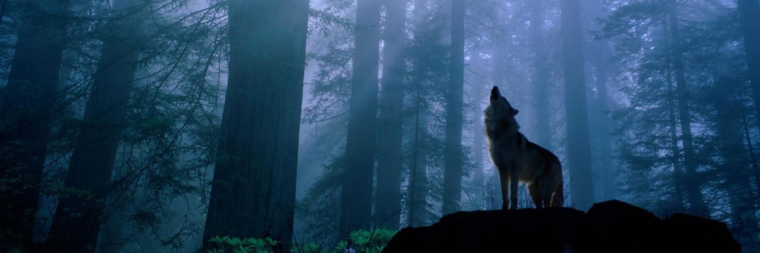 NEthingSurvival's profile banner image