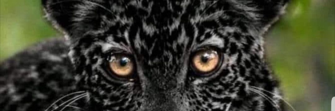 ALITWEET2016's profile banner image