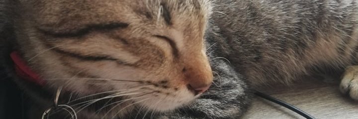 joancanread's profile banner image