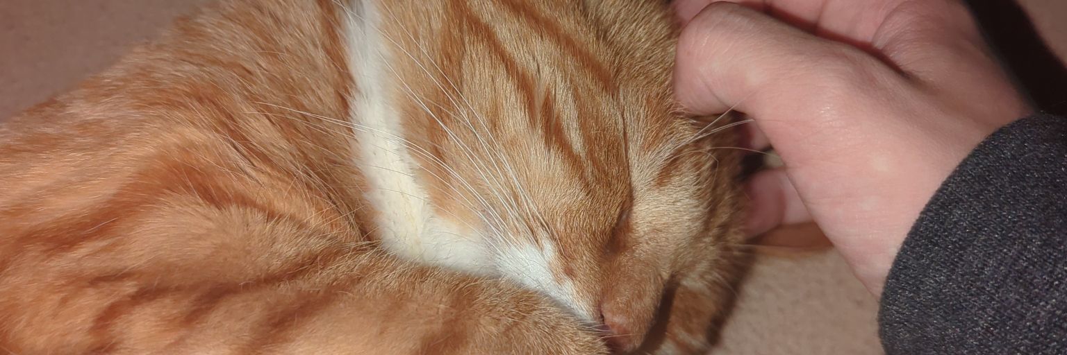 soft_sol_noises's profile banner image