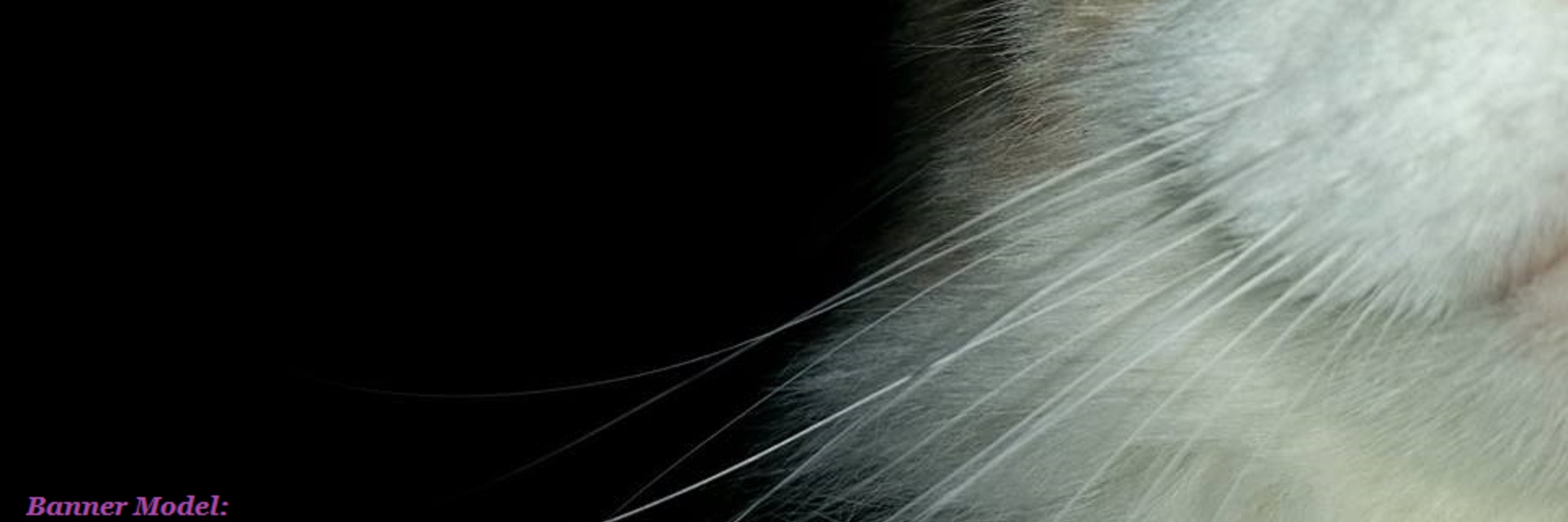 CatAndSixGaming's profile banner image