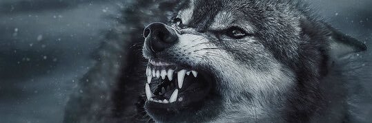 ljvcx's profile banner image