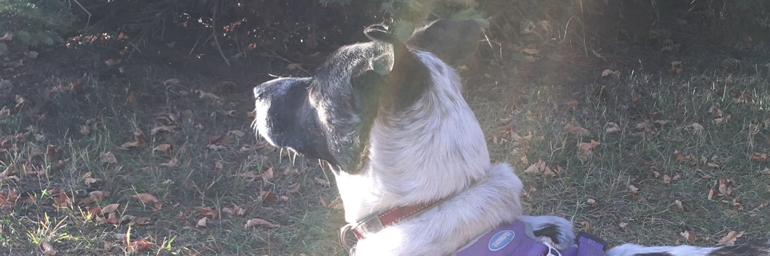 Magillabrett's profile banner image