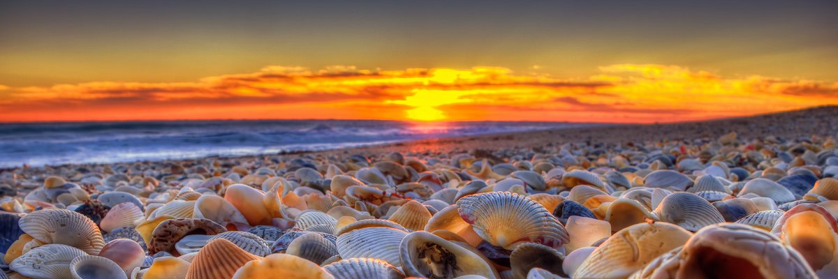 ShellRoosevelt's profile banner image