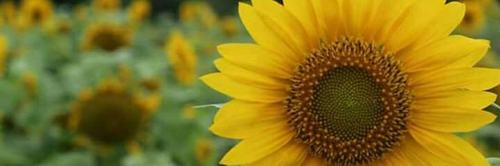 diyahid_'s profile banner image