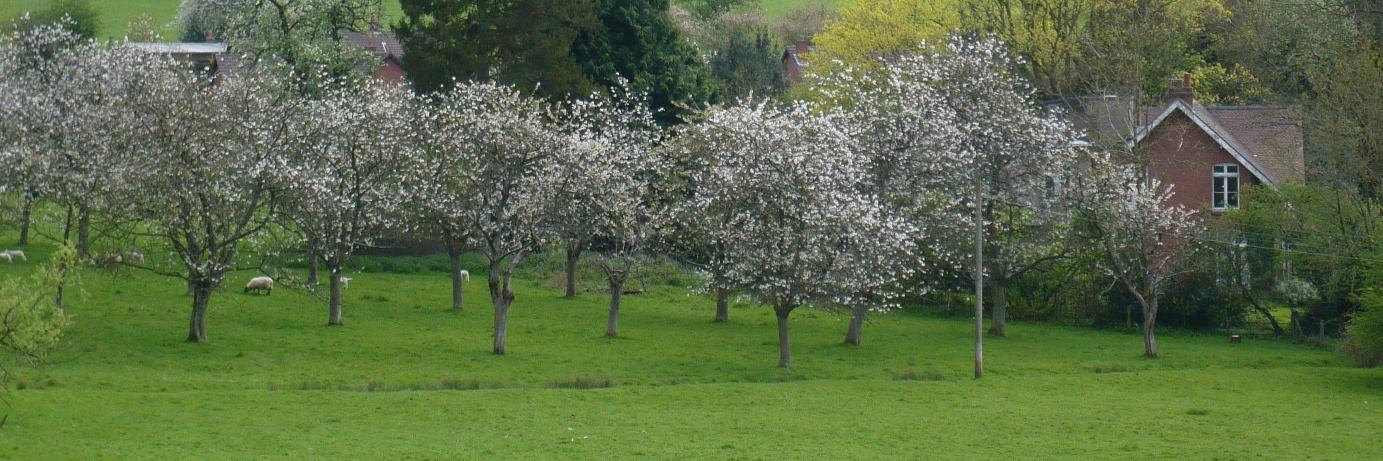 ColwallOrchards's profile banner image