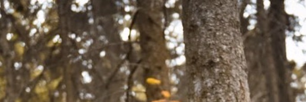 jmwforth's profile banner image