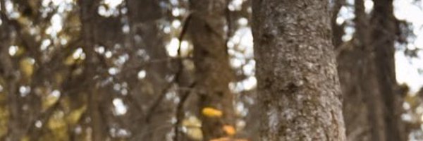 jmwforth Profile Banner