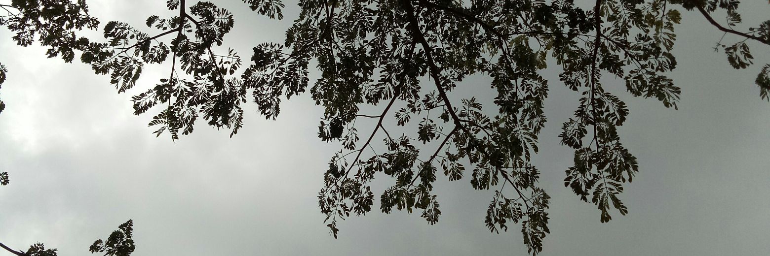 ZatyPisol's profile banner image
