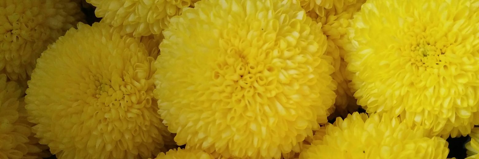 astridp_ramitha's profile banner image