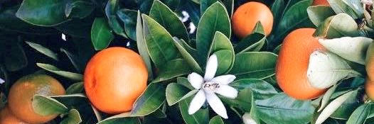 dani_raf's profile banner image